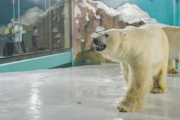 全球首個北極熊酒店中國開業 主打與熊同眠被斥虐待動物