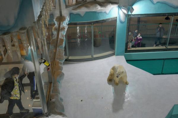 全球首個北極熊酒店中國開業 主打與熊同眠被斥虐待動物