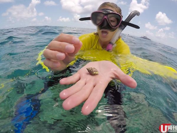 為保護珊瑚礁，眼看手勿動，持牌人 Sam 介紹唯一可以動的海洋貝類。