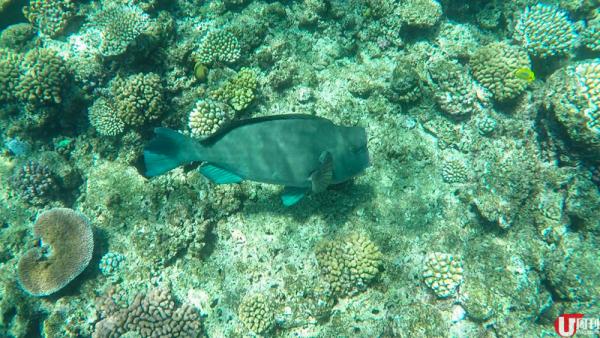 人在大堡礁，就是這樣輕鬆，僅僅浮潛就可以看到鸚哥魚（parrot fish）。