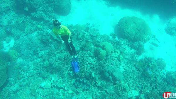 珊瑚堆中發現超級巨蚌，Sam 特意下潛給大家看比例。