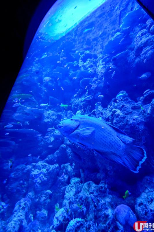 10 米大魚缸，將大堡礁最美的一刻都濃縮在此。