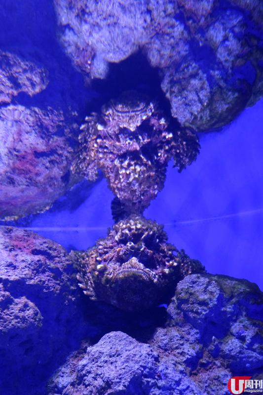 於岩石珊瑚堆中，尋找這識隱身術的石頭魚。