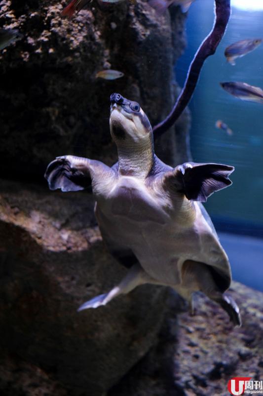 超可愛的豬鼻龜，游上游落，非常好動。