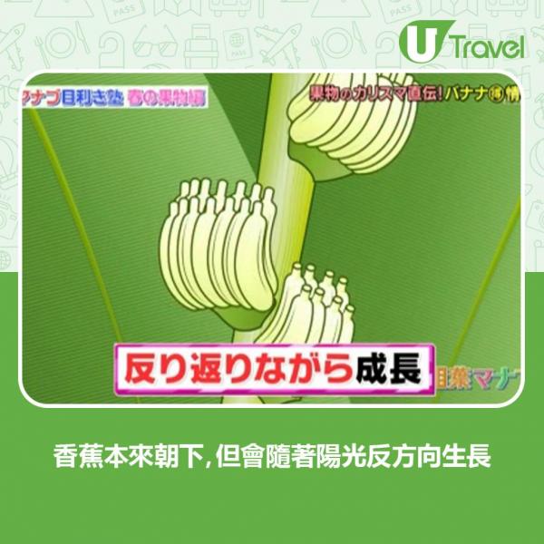 每朝食黑斑蕉10日後減2kg 日本專家教你4大香蕉食法