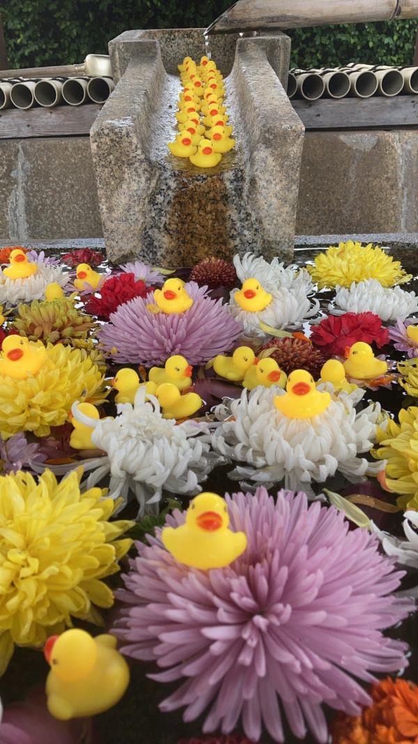 京都寺廟烏龜公仔兩度被偷 民眾捐黃鴨替代結局「神蹟」顯現