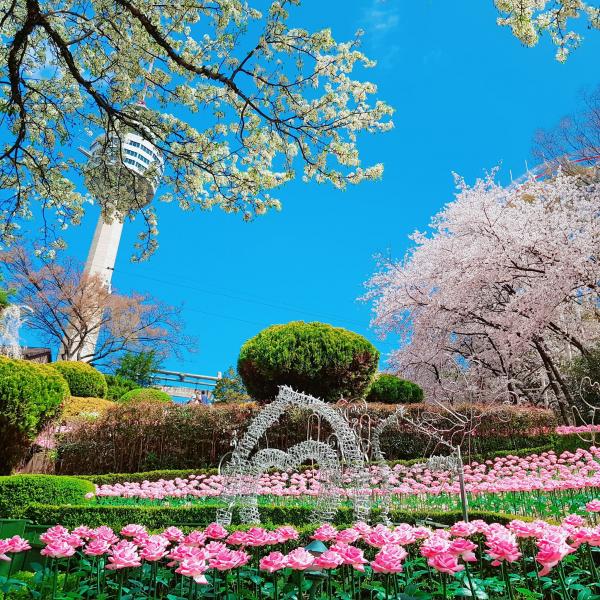 韓國大邱主題樂園季節限定 一生人一次必睇櫻花滿開！