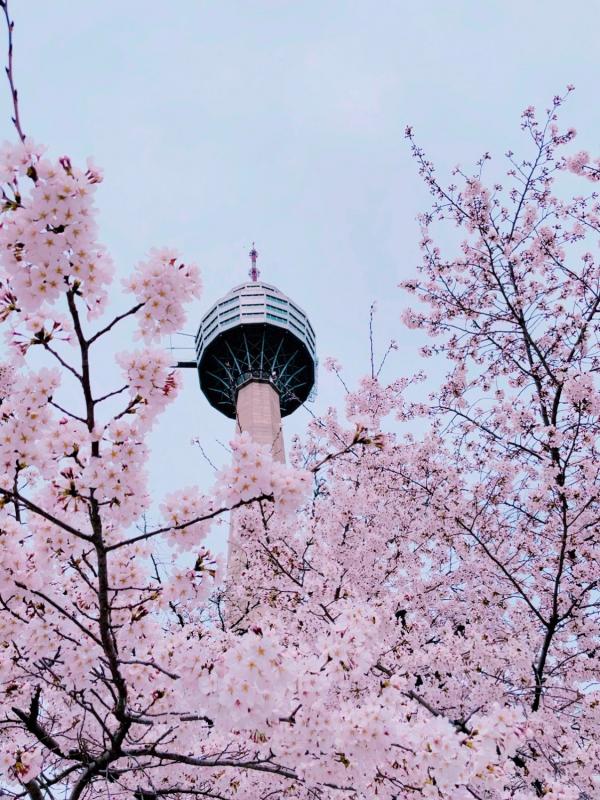 韓國大邱主題樂園季節限定 一生人一次必睇櫻花滿開！