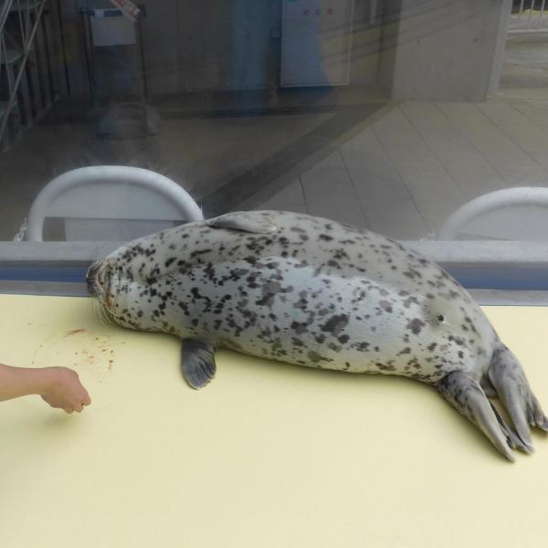 日本水族館海豹「裝死」？ 經常躺臥滿地血 職員見慣不怪