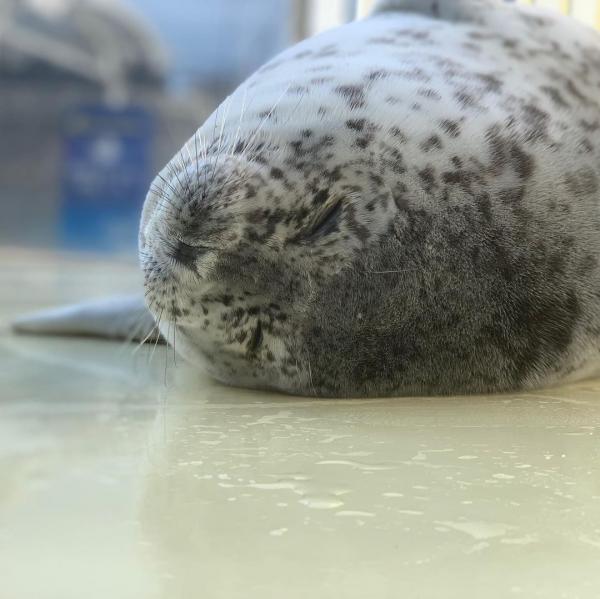 日本水族館海豹「裝死」？ 經常躺臥滿地血 職員見慣不怪