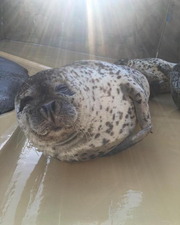 日本水族館海豹「裝死」？ 經常躺臥滿地血 職員見慣不怪