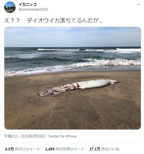 日本新潟縣海域3星期內現2條大王烏賊 網民憂大地震先兆