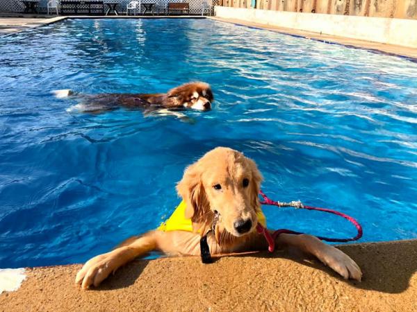 新界7大狗狗游泳池 主人一同下水/室內外泳池/落地玻璃欣賞水底動態