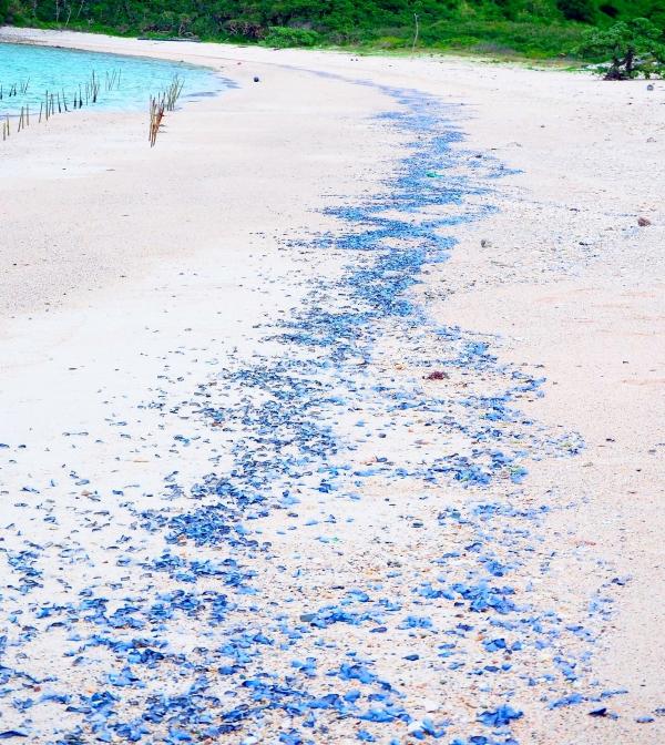 沖繩白沙灘驚現藍色奇觀 染藍美景背後其實是有毒生物！