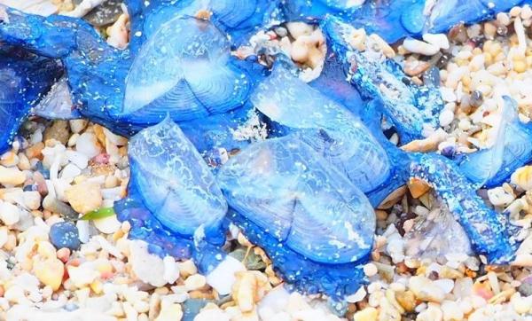 沖繩白沙灘驚現藍色奇觀 染藍美景背後其實是有毒生物！