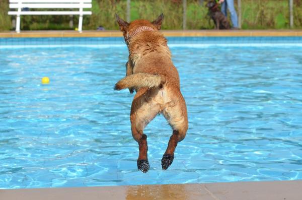 新界7大狗狗游泳池 主人一同下水/室內外泳池/落地玻璃欣賞水底動態