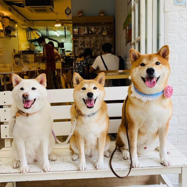 新界10大寵物友善Dog Friendly餐廳 柴太郎咖啡店/Buzz Grill Bar & Café/Cozy Coffee