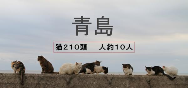 日本獨有的「櫻花貓」(さるかねこ) 為甚麼有流浪貓耳朵被剪角？TNR