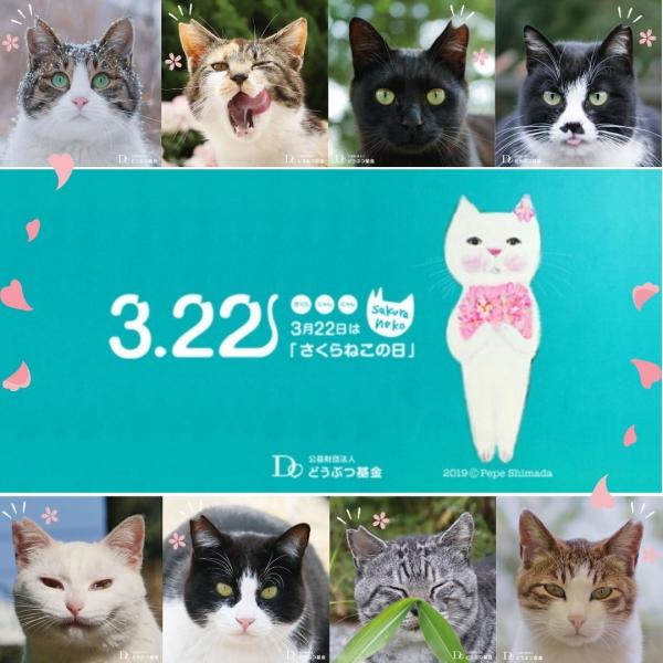 日本獨有的「櫻花貓」 為甚麼有流浪貓耳朵被剪角？