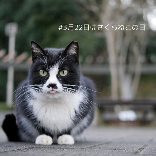 日本獨有的「櫻花貓」(さるかねこ) 為甚麼有流浪貓耳朵被剪角？TNR