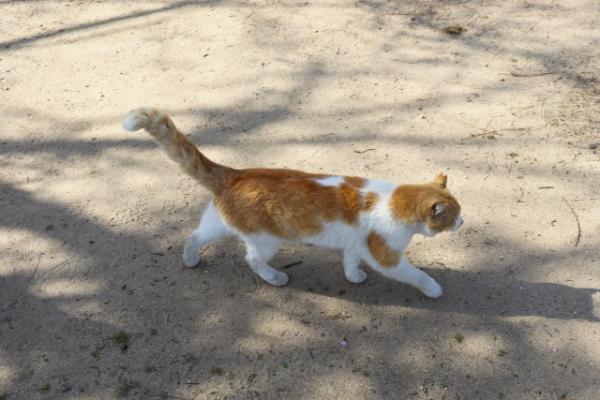 日本獨有的「櫻花貓」(さるかねこ) 為甚麼有流浪貓耳朵被剪角？TNR