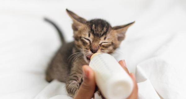 破解「貓愛喝牛奶」迷思 2大原因不應讓貓喝牛奶！