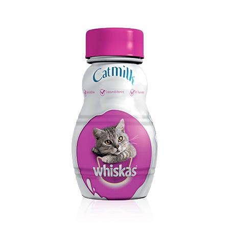 破解「貓愛喝牛奶」迷思 2大原因不應讓貓喝牛奶！