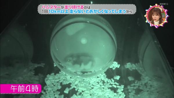 日本專家解釋倉鼠愛跑滾輪原因 原來滾輪不只是玩具！