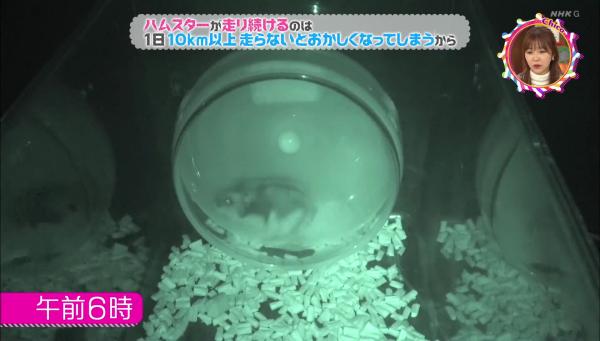 日本專家解釋倉鼠愛跑滾輪原因 原來滾輪不只是玩具！