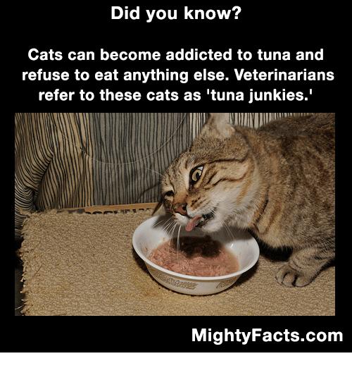 4大原因避免餵吞拿魚給主子 不是所有魚都適合貓貓！