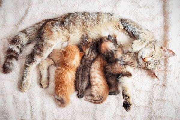 為甚麼貓貓愛在枕頭按摩踏踏？ 5大原因分析貓貓「踩奶」行為！