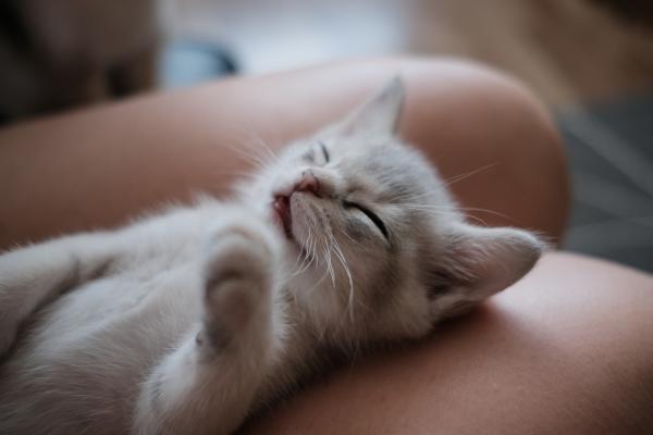 為甚麼貓貓愛在枕頭按摩踏踏？ 5大原因分析貓貓「踩奶」行為！