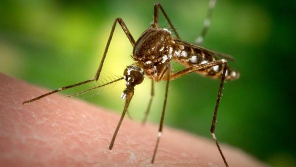 美國為滅蚊釋7.5億基因改造蚊 環保團體：恐引生態災難