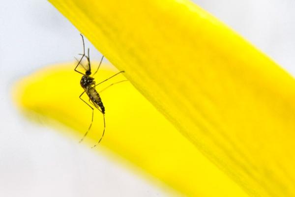 美國為滅蚊釋7.5億基因改造蚊 環保團體：恐引生態災難