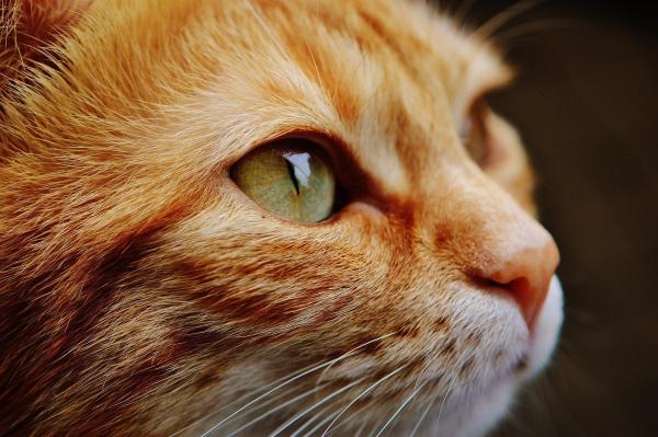 貓呼嚕究竟是甚麼意思？ 解構貓「煲水」聲背後5大意義！