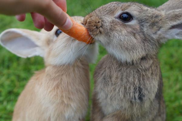 破解「兔子愛吃紅蘿蔔」謬誤 過多紅蘿蔔或有致命危機！