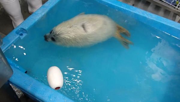 大阪海遊館公開海豹BB成長過程 初次下水打噴嚏一臉呆萌融化網民