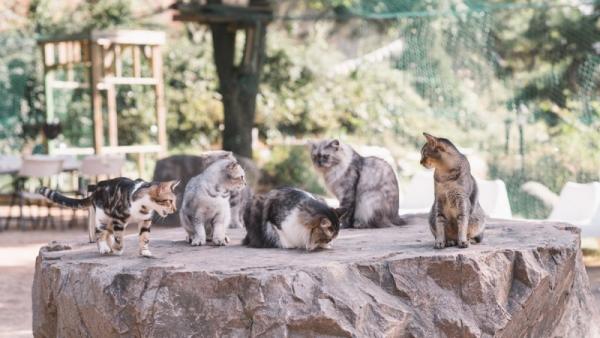 韓國咖啡店變貓奴天堂 收養103隻流浪貓 佈滿整個山頭
