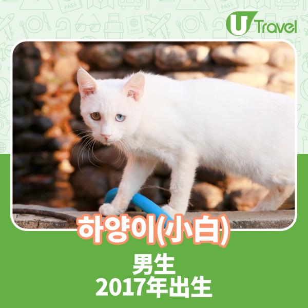 韓國咖啡店變貓奴天堂 收養103隻流浪貓 佈滿整個山頭