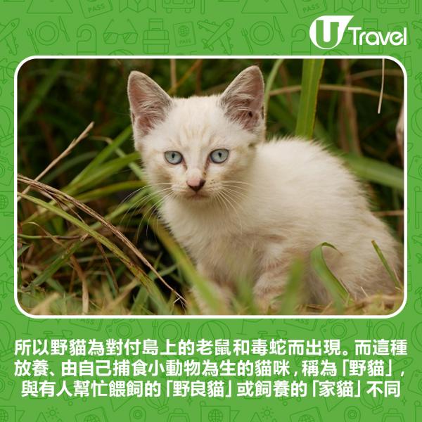 日本奄美大島為申請世界遺產 計劃撲殺島上3000流浪貓！原來背後有實際原因？