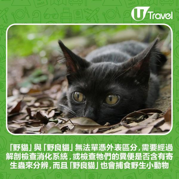 日本奄美大島為申請世界遺產 計劃撲殺島上3000流浪貓！原來背後有實際原因？