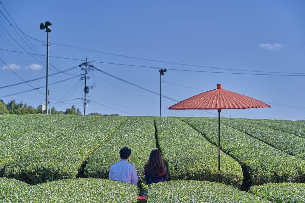 5 月是新茶的日子，茶園呈現最美的新綠顏色。