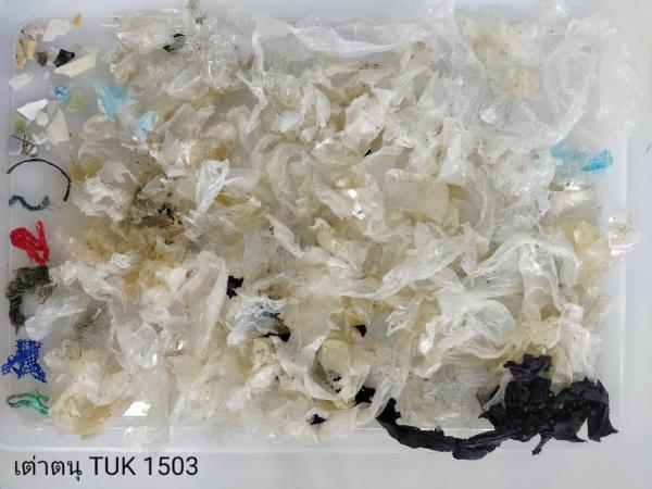 海洋垃圾問題仍然嚴重！ 泰國海龜吞158件垃圾險喪命