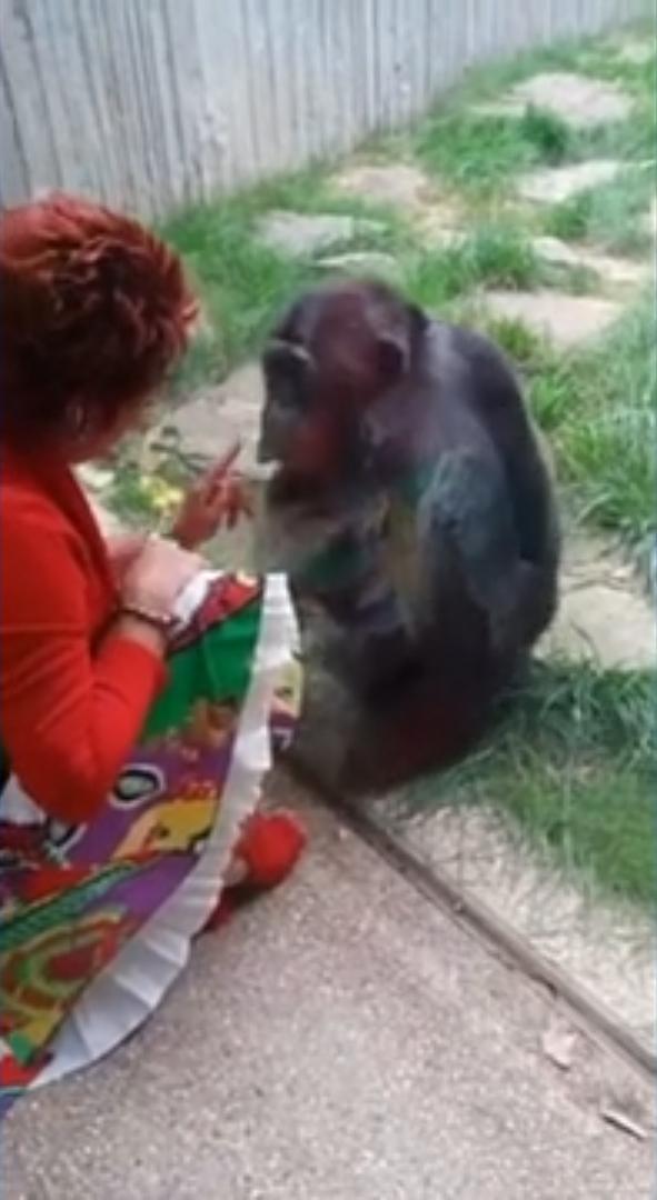 比利時女子與黑猩猩相戀 每日隔玻璃親吻遭動物園禁探望