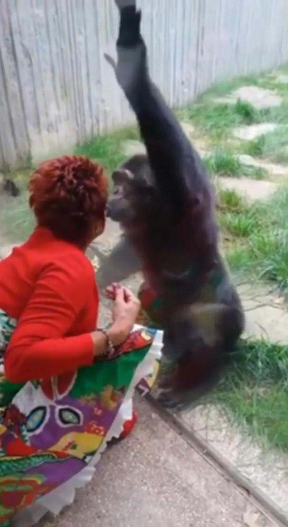 比利時女子與黑猩猩相戀 每日隔玻璃親吻遭動物園禁探望