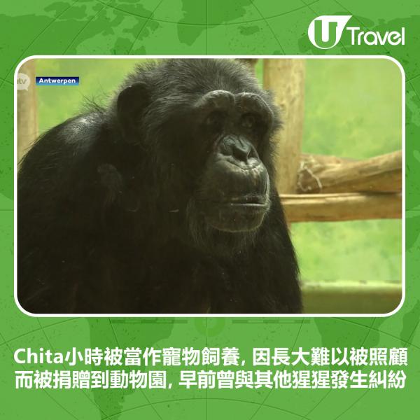 Chita小時被當作寵物飼養，因長大難以被照顧而被捐贈到動物園，早前曾與其他猩猩發生糾紛