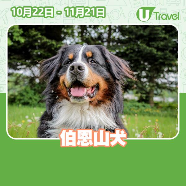 韓國瘋傳生日日期代表狗狗品種 9月30日生日似哥基愛社交！