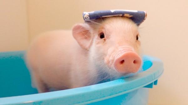 日本瘋傳「100日後食的豬」育成片 每日上載可愛片段倒數結局超恐怖