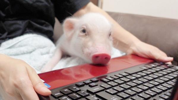 日本瘋傳「100日後食的豬」育成片 每日上載可愛片段倒數結局超恐怖