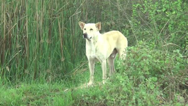泰國狗主為救愛犬遇溺亡 小狗獲救岸邊苦等場面惹人痛心！
